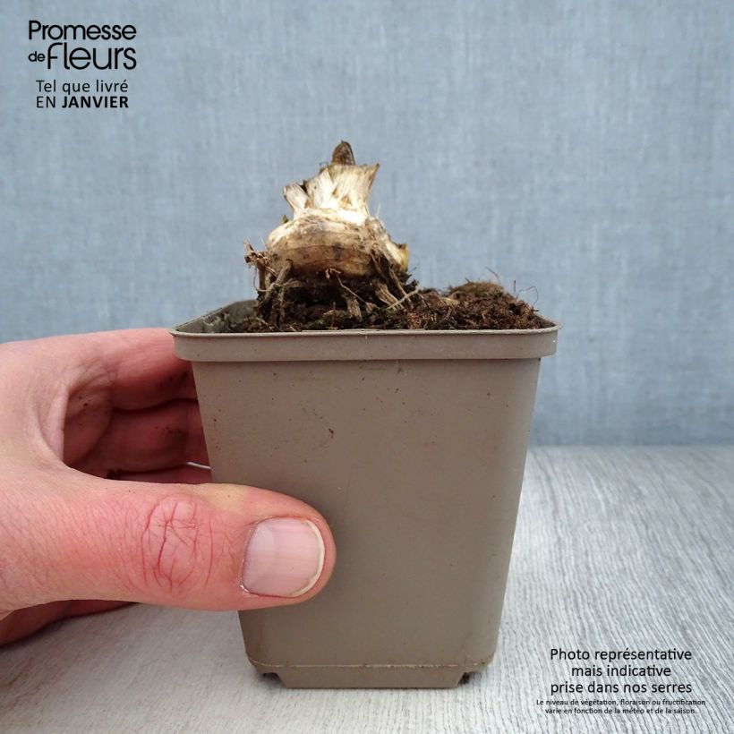 Iris germanica Storm Center - Giaggiolo paonazzo Vasetto da 8/9 cm esemplare consegnato in inverno