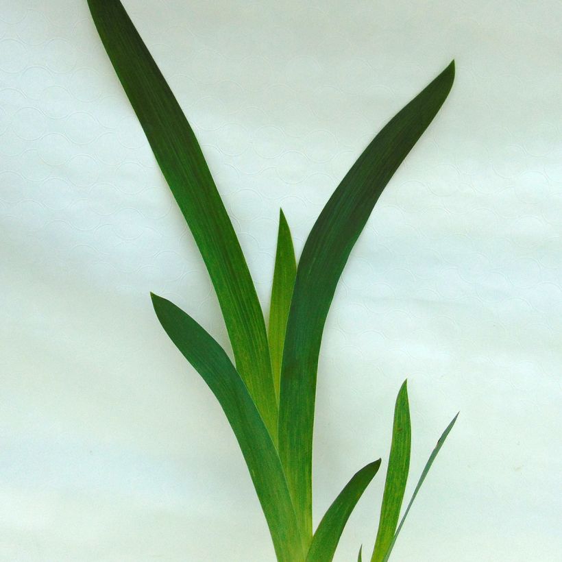 Iris germanica Thornbird - Giaggiolo paonazzo (Fogliame)