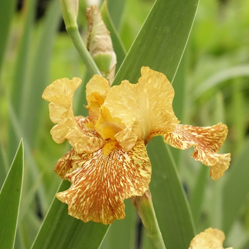 Iris germanica Tiger Honey - Giaggiolo paonazzo (Fioritura)