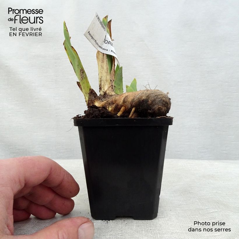 Iris germanica Torero - Giaggiolo paonazzo Vasetto da 8/9 cm esemplare consegnato in inverno