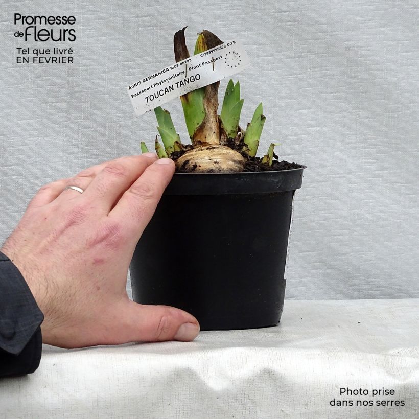 Iris germanica Toucan Tango - Giaggiolo paonazzo Vasetto da 8/9 cm esemplare consegnato in inverno
