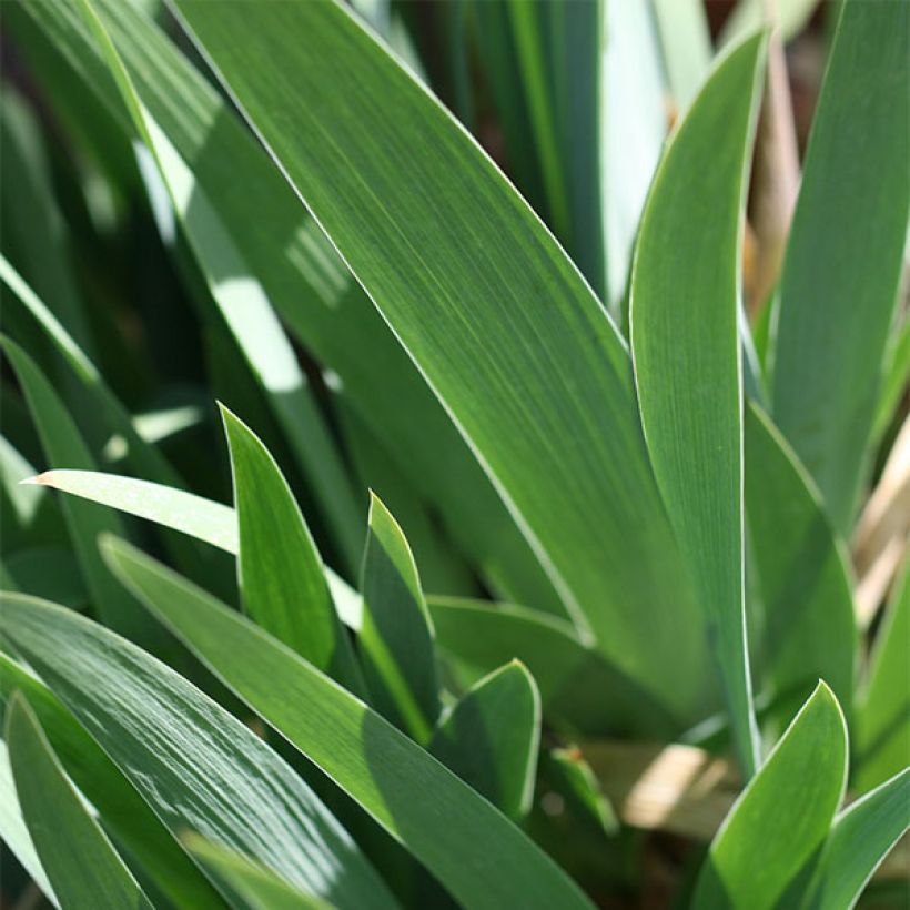 Iris germanica Trade Secret - Giaggiolo paonazzo (Fogliame)