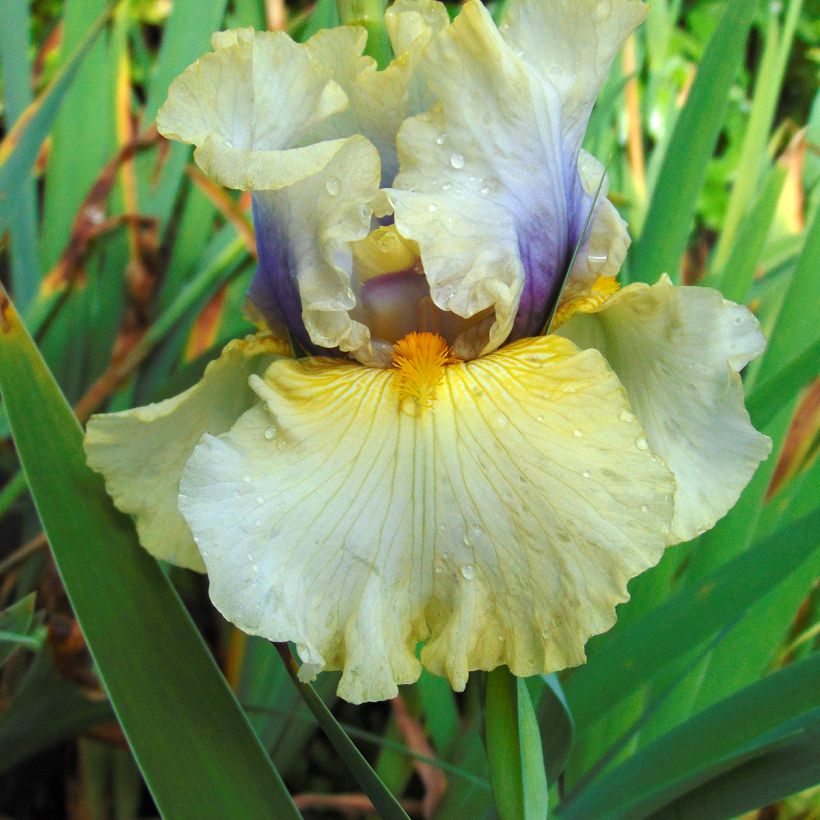 Iris germanica Trade Secret - Giaggiolo paonazzo (Fioritura)