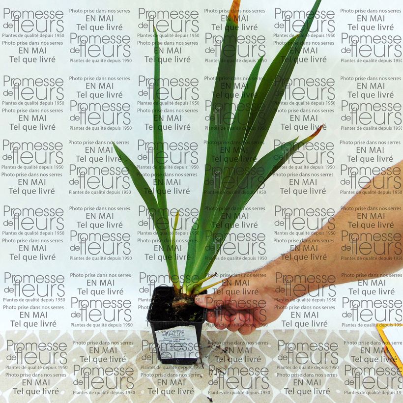 Esempio di esemplare Iris germanica Trade Secret - Giaggiolo paonazzo Vasetto da 8/9 cm come consegnato