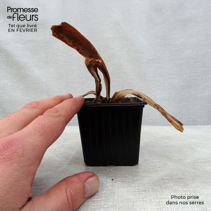 Iris germanica Vitafire - Giaggiolo paonazzo Vasetto da 8/9 cm esemplare consegnato in inverno