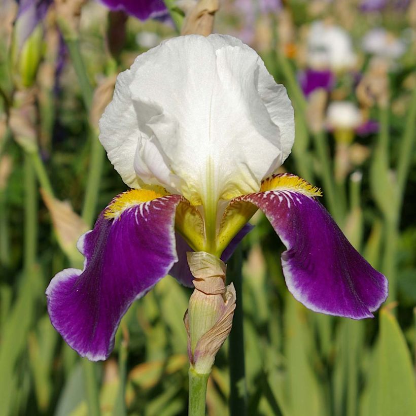 Iris germanica Wabash - Giaggiolo paonazzo (Fioritura)