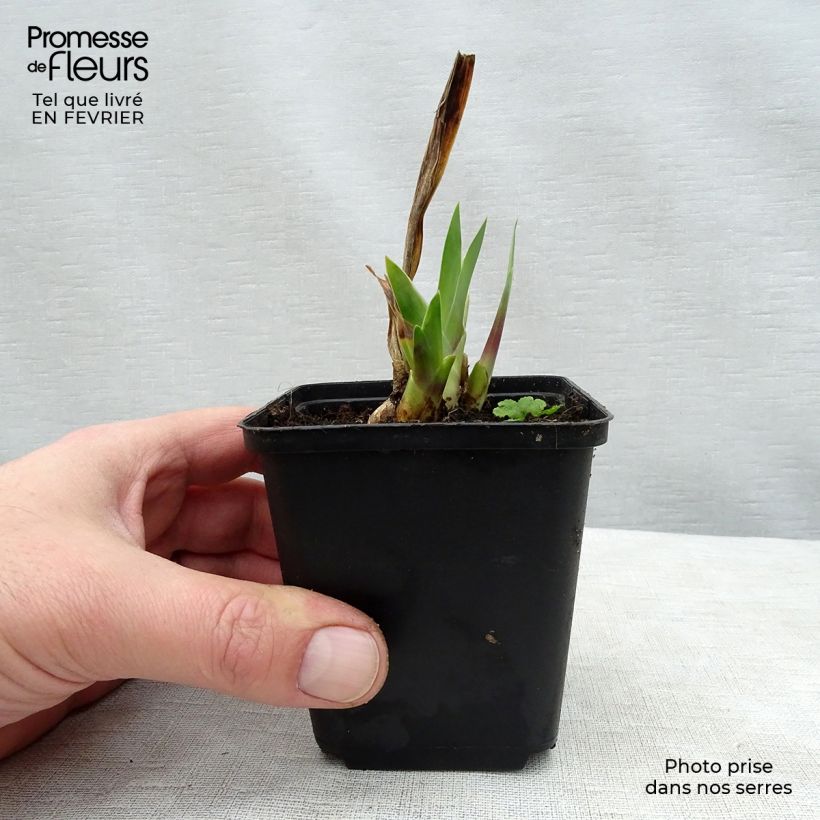 Iris germanica Wabash - Giaggiolo paonazzo Vasetto da 8/9 cm esemplare consegnato in inverno