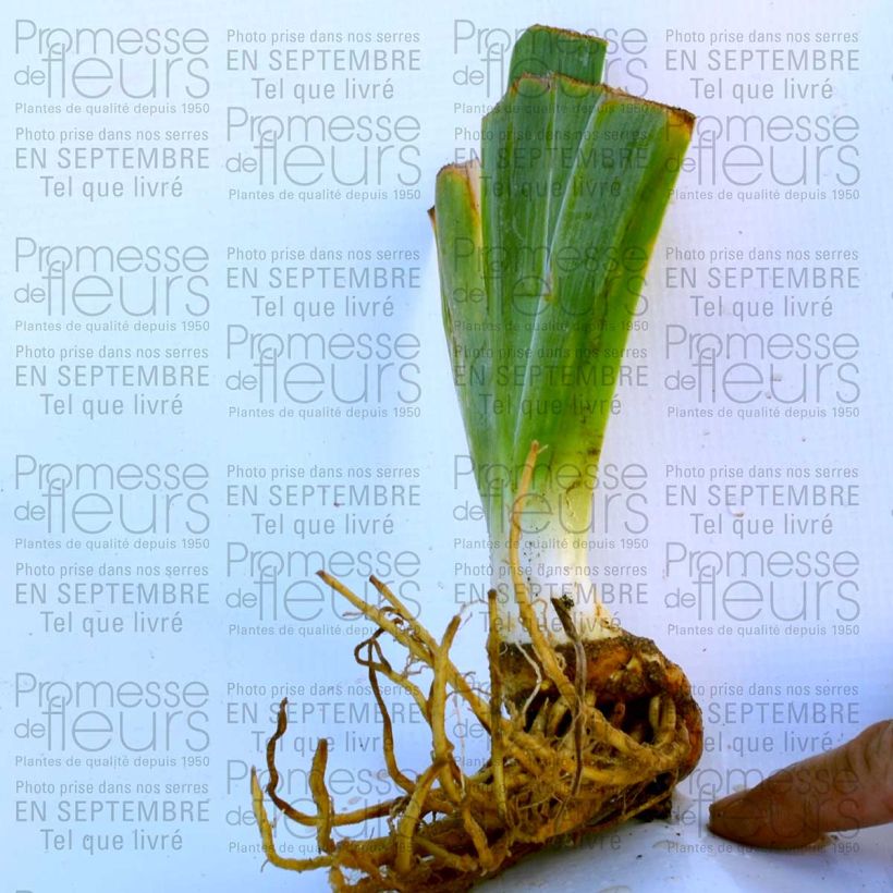 Esempio di esemplare Iris germanica Wild Frontier - Giaggiolo paonazzo Vasetto da 8/9 cm come consegnato
