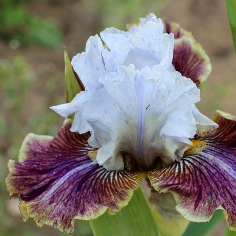 Iris germanica Coloration Végétale - Giaggiolo paonazzo (Fioritura)