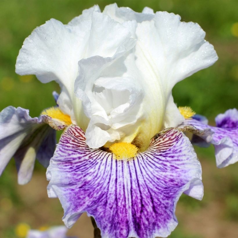 Iris germanica Palette De Peintre - Giaggiolo paonazzo (Fioritura)