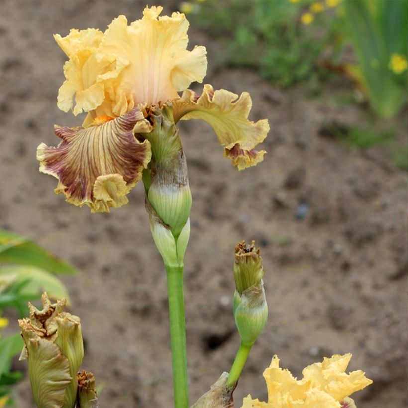 Iris germanica Vieilles Vignes - Giaggiolo paonazzo (Fioritura)