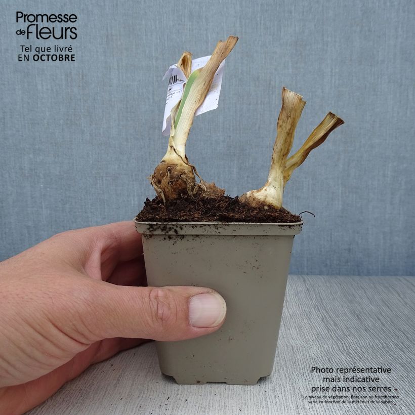 Esemplare di Iris germanica Italiques - Giaggiolo paonazzo Vasetto da 8/9 cm come consegnato in autunno