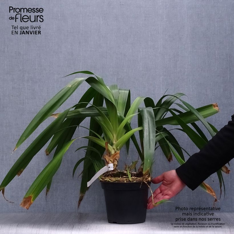 Iris japonica - Giaggiolo giapponese Vaso da 2L/3L esemplare consegnato in inverno