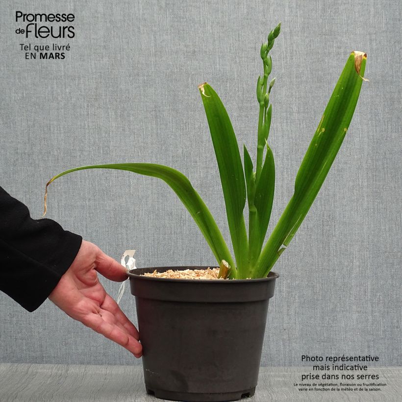 Iris japonica - Giaggiolo giapponese Vaso da 3L/4L esemplare consegnato in primavera