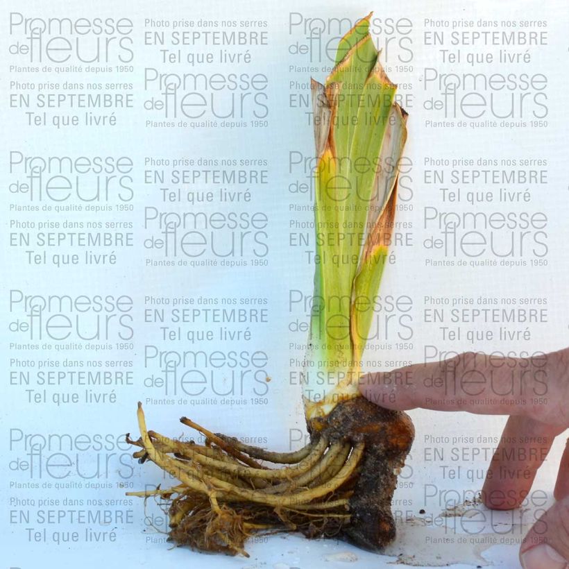 Esempio di esemplare Iris germanica Lady Friend - Giaggiolo paonazzo Vasetto da 8/9 cm come consegnato