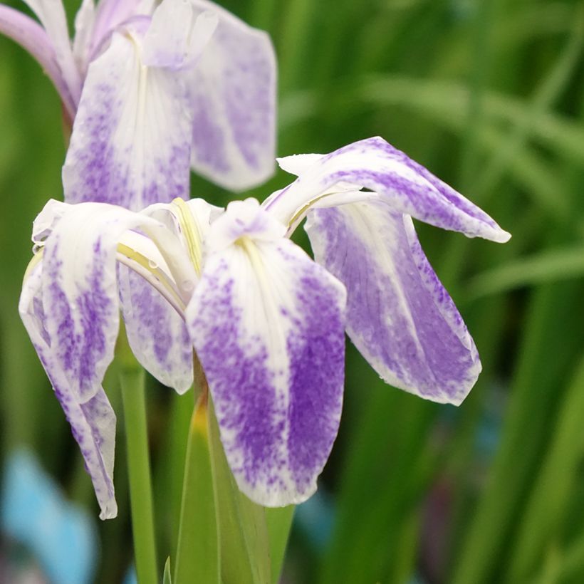 Iris laevigata Mottled Beauty - Iris giapponese (Fioritura)
