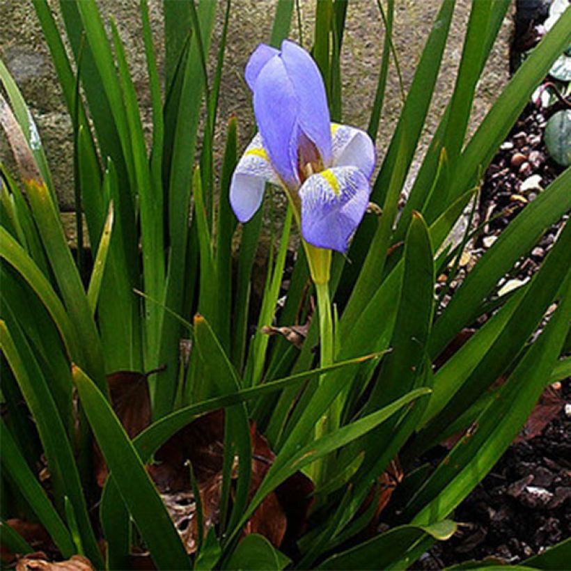 Iris lazica - Giaggiolo (Porto)