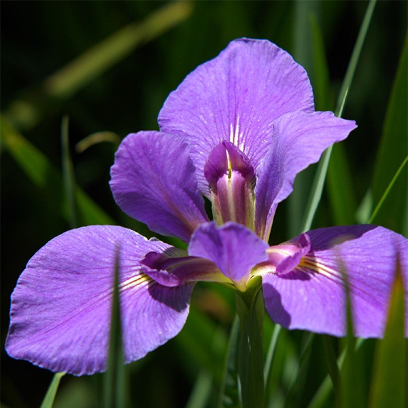 Iris louisiana Gulf Shore - Giaggiolo (Fioritura)