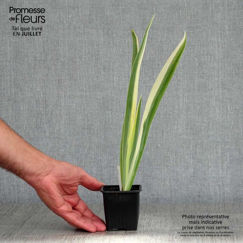 Esemplare di Iris pallida Variegata - Giaggiolo pallido Vasetto da 8/9 cm consegnato in estate