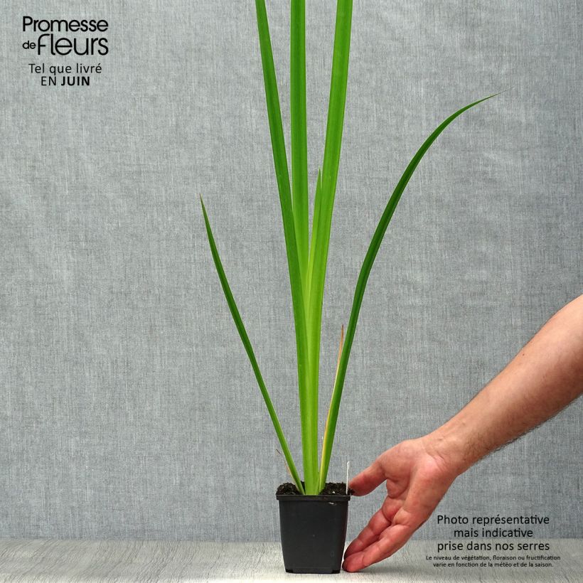 Esemplare di Iris pseudacorus - Giaggiolo acquatico Vasetto da 8/9 cm consegnato in estate