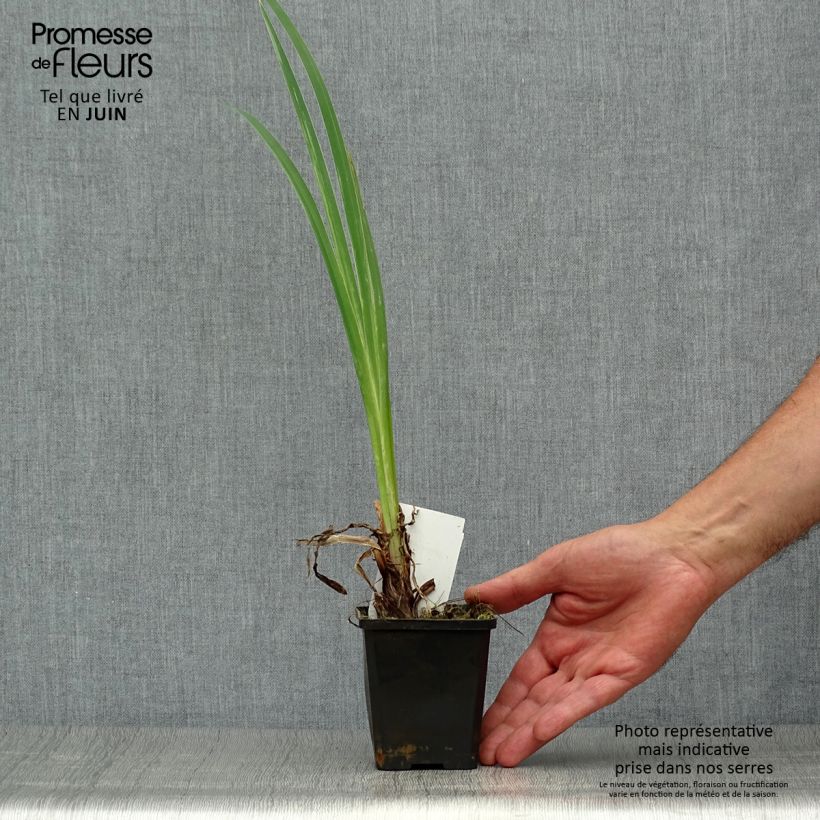Esemplare di Iris pseudacorus var. bastardii - Giaggiolo acquatico Vasetto da 8/9 cm consegnato in estate