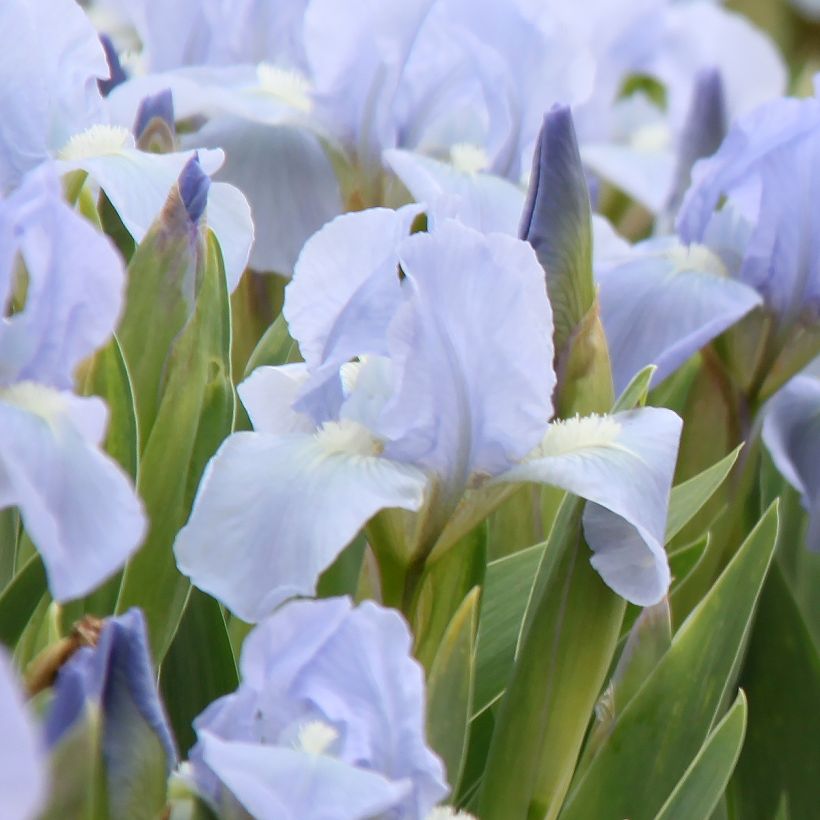 Iris pumila Azurea - Giaggiolo (Fioritura)