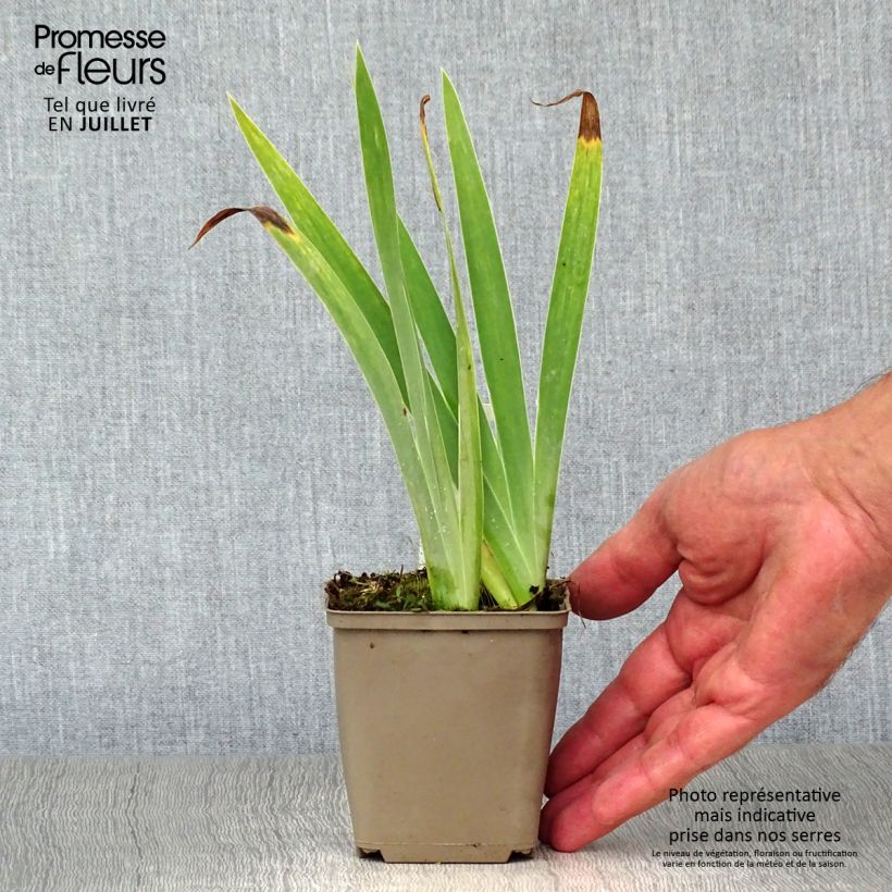 Esemplare di Iris pumila Blue Denim - Giaggiolo Vasetto da 8/9 cm consegnato in estate