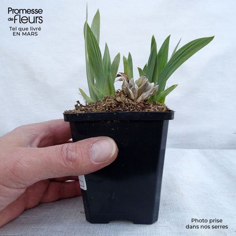 Iris pumila Bright White - Giaggiolo Vasetto da 8/9 cm esemplare consegnato in primavera