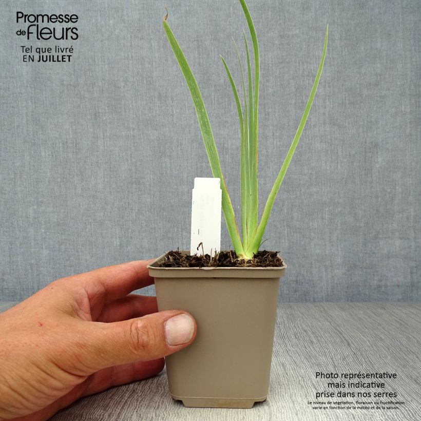 Esemplare di Iris pumila Cherry Garden - Giaggiolo Vasetto da 8/9 cm consegnato in estate