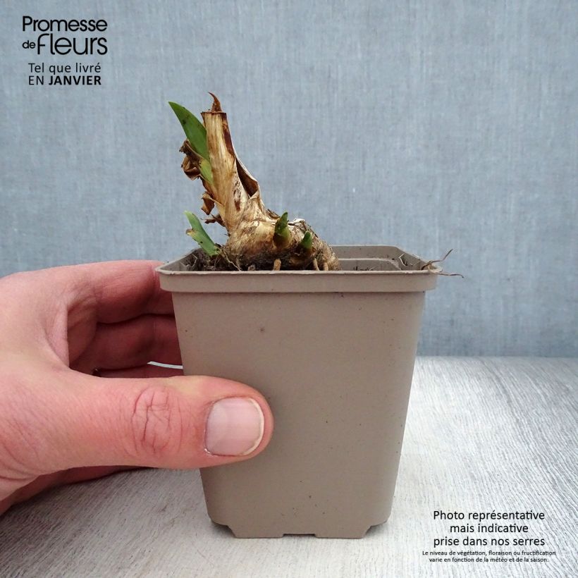 Iris pumila Dream Stuff - Giaggiolo Vasetto da 8/9 cm esemplare consegnato in inverno