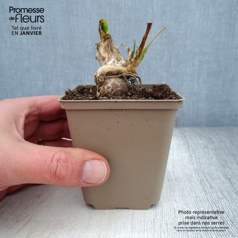 Iris pumila LA Ballet - Giaggiolo Vasetto da 8/9 cm esemplare consegnato in inverno