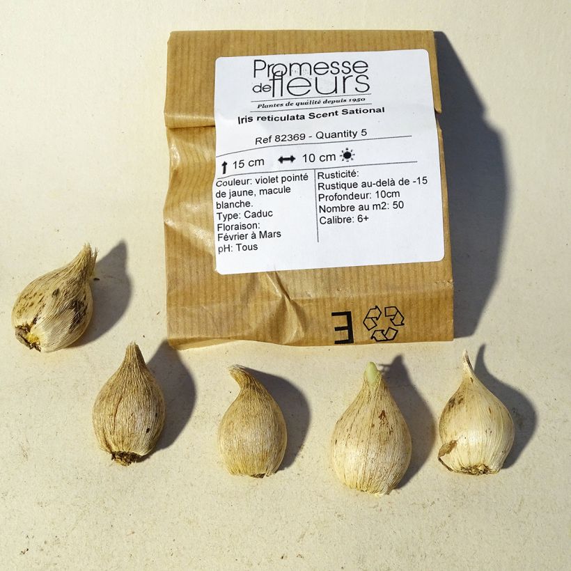 Esempio di esemplare Iris reticulata Scent Sational - Giaggiolo Bulbo taglia 5+ come consegnato