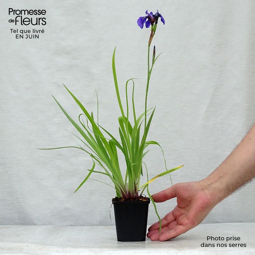Esemplare di Iris setosa - Giaggiolo Vasetto da 8/9 cm consegnato in estate