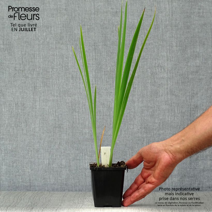 Esemplare di Iris sibirica Perry's Blue - Giaggiolo siberiano Vasetto da 8/9 cm consegnato in estate
