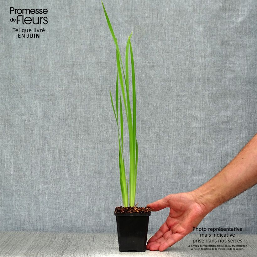 Esemplare di Iris sibirica Snow Queen - Giaggiolo siberiano Vasetto da 8/9 cm consegnato in estate