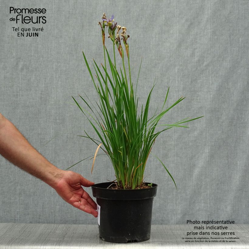 Esemplare di Iris sibirica Tipped in Blue - Giaggiolo siberiano Vaso da 4L/5L consegnato in estate