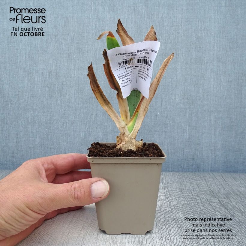 Esemplare di Iris germanica Souffle Chaud - Giaggiolo paonazzo Vasetto da 8/9 cm come consegnato in autunno