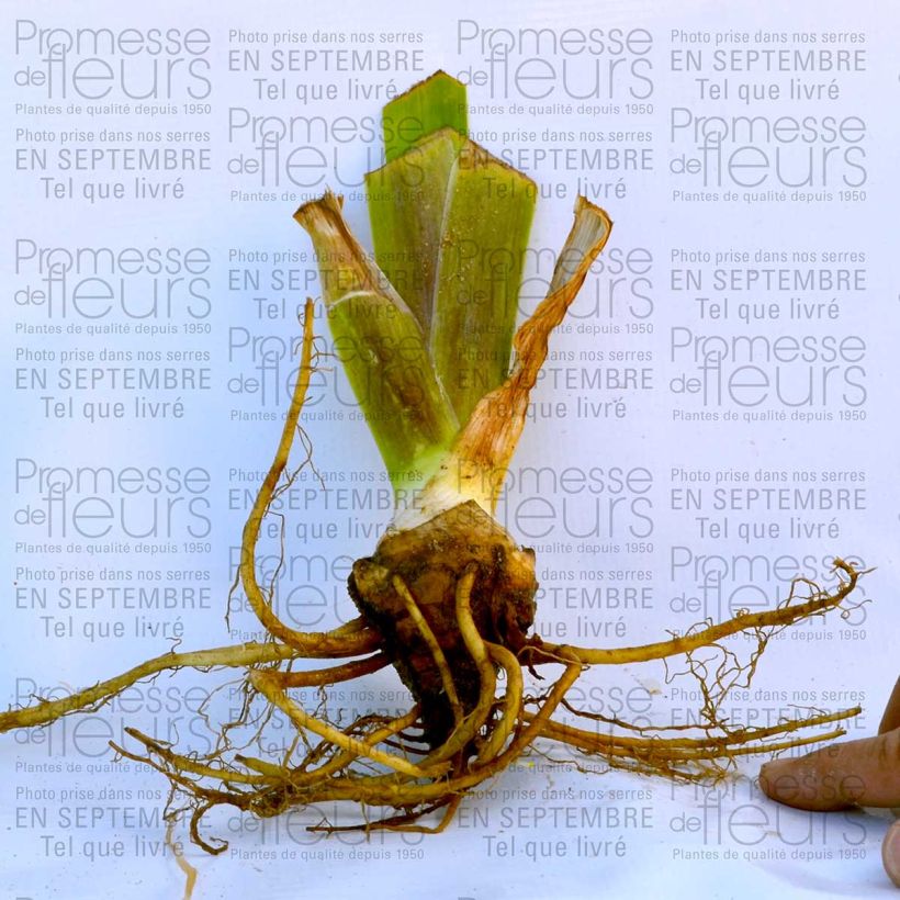 Esempio di esemplare Iris germanica Total Recall - Giaggiolo paonazzo Vasetto da 8/9 cm come consegnato