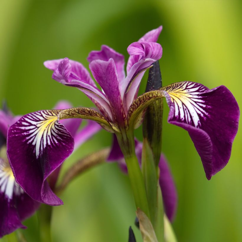 Iris versicolor Berlin Versilaev - Giaggiolo (Fioritura)