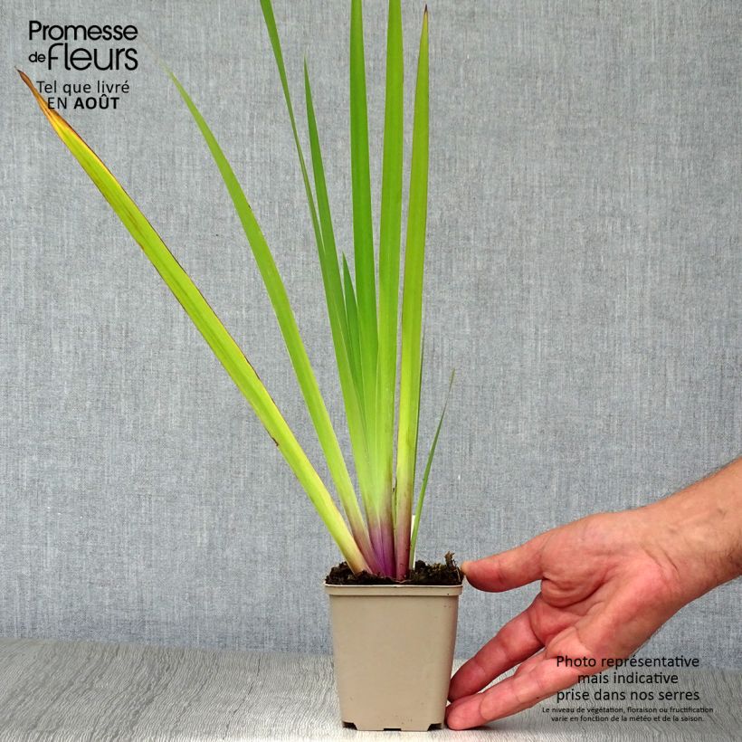 Esemplare di Iris versicolor - Giaggiolo Vasetto da 8/9 cm consegnato in estate