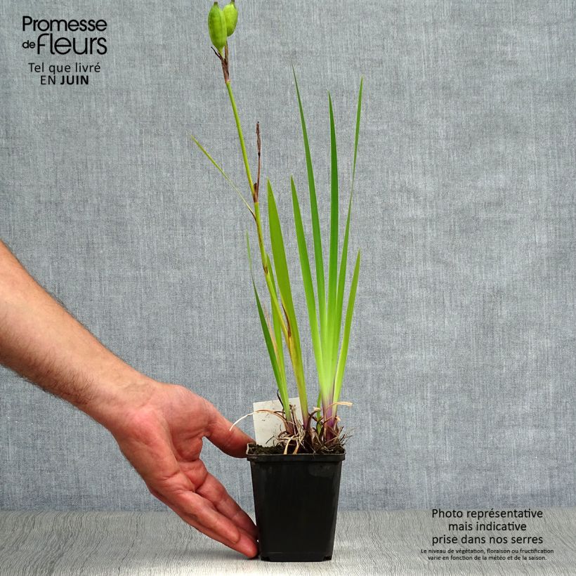Esemplare di Iris versicolor Kermesina - Giaggiolo Vasetto da 8/9 cm consegnato in estate