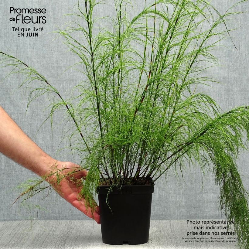 Esemplare di Ischyrolepis subverticillata Vaso da 2L/3L consegnato in estate