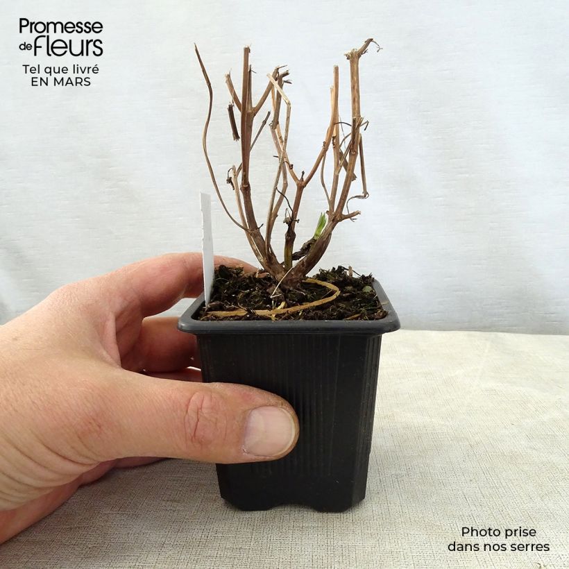 Isodon longituba - Rabdosia longituba Godet de 8/9 cm esemplare consegnato in primavera