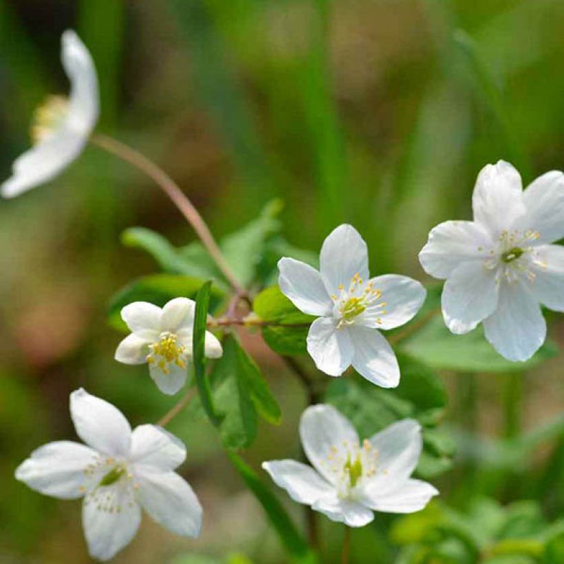 Isopyrum thalictroides (Fioritura)