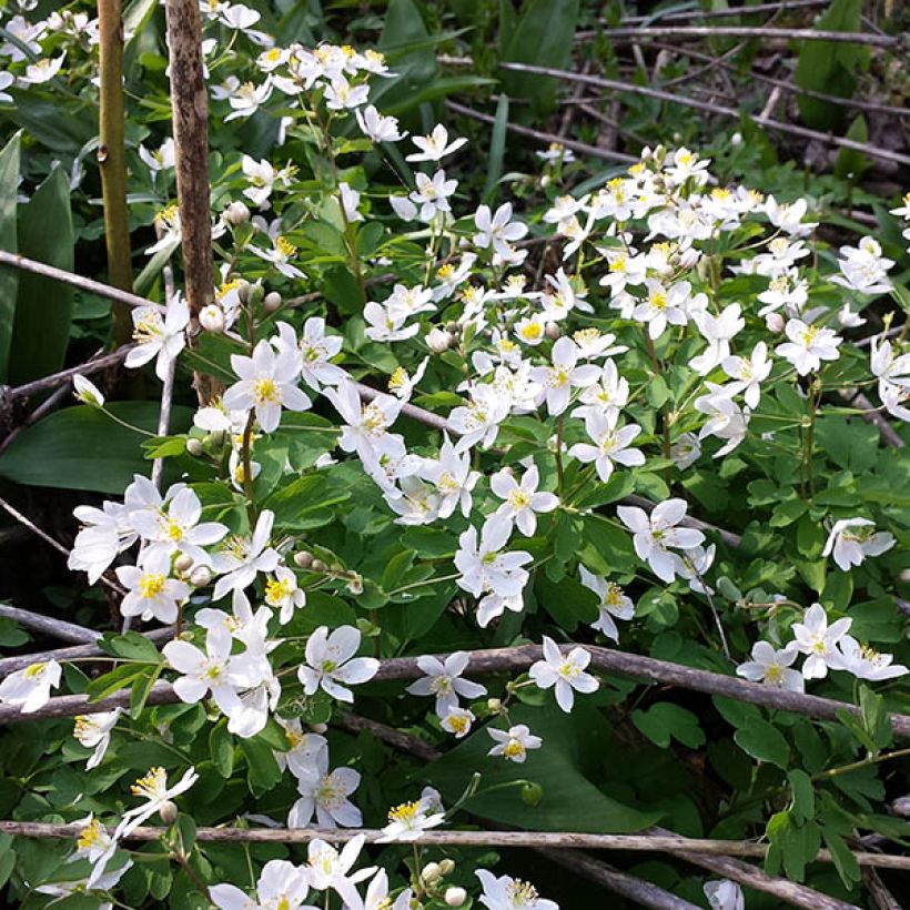 Isopyrum thalictroides (Porto)
