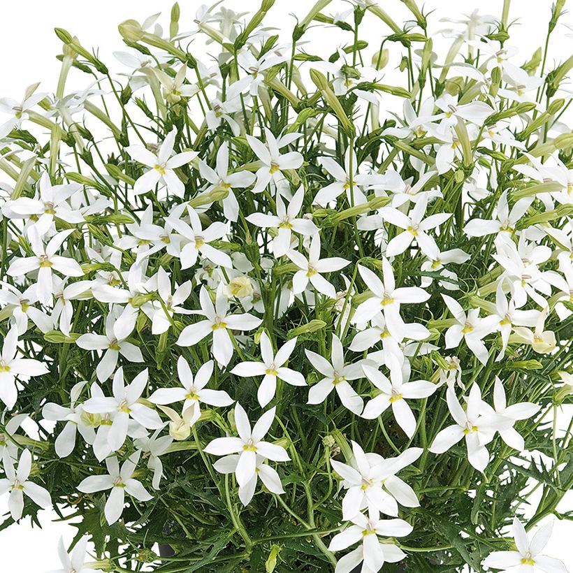 Isotoma Wendy's White (Fioritura)