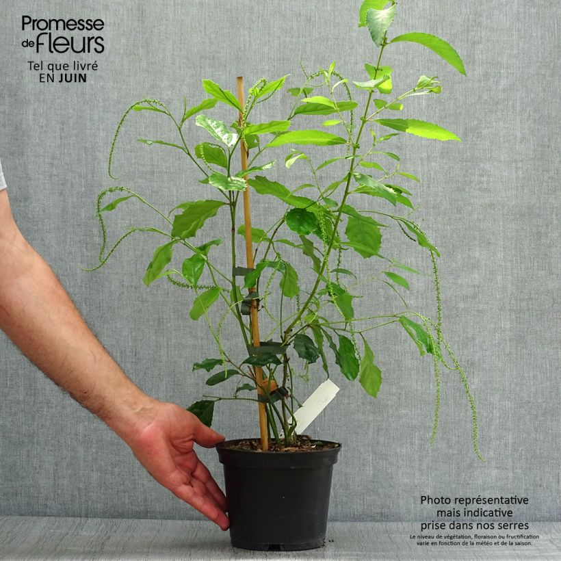Esemplare di Itea ilicifolia Vaso da 2L/3L consegnato in estate