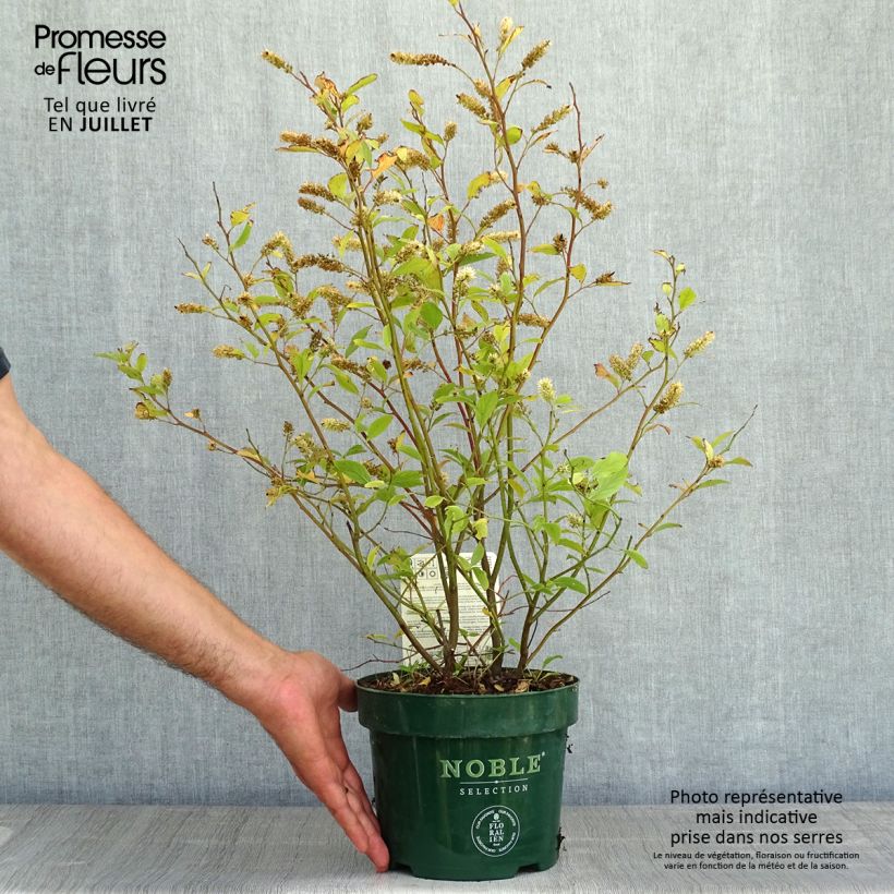 Esemplare di Itea virginica Little Henry Vaso da 3L/4L consegnato in estate