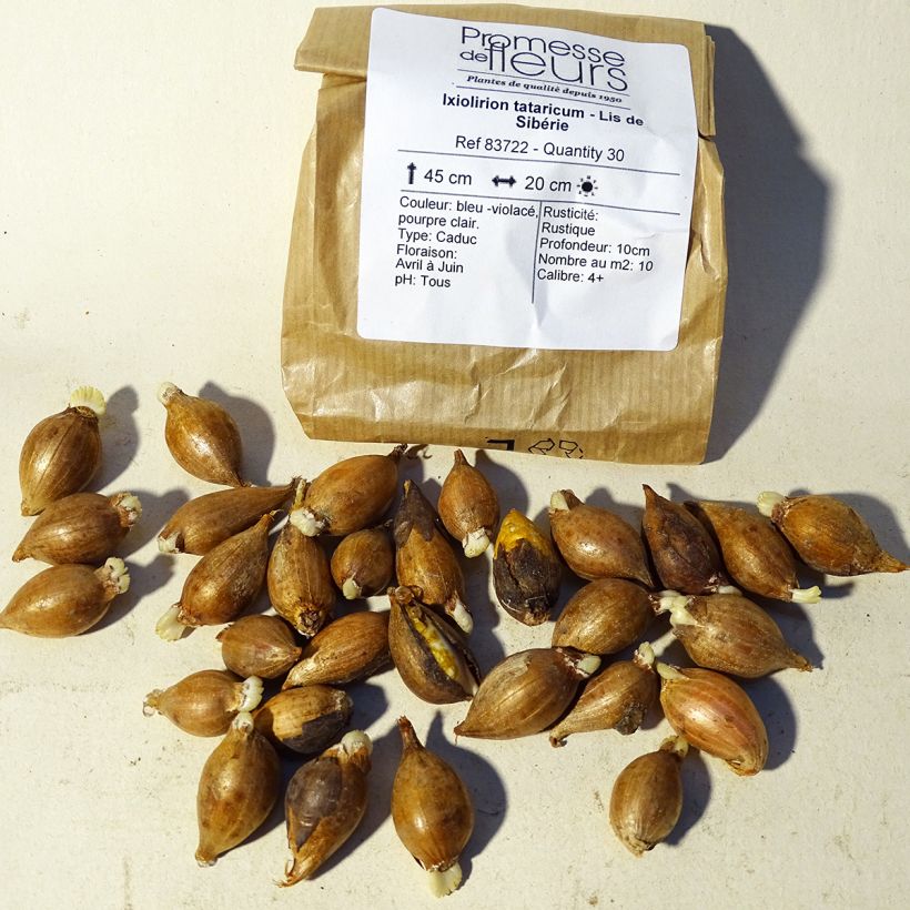 Esempio di esemplare Ixiolirion tataricum Bulbo taglia 4+ come consegnato