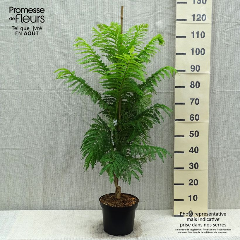 Esemplare di Jacaranda mimosifolia Vaso da 4L/5L consegnato in estate